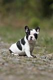 BOULEDOGUE FRANCAIS 438